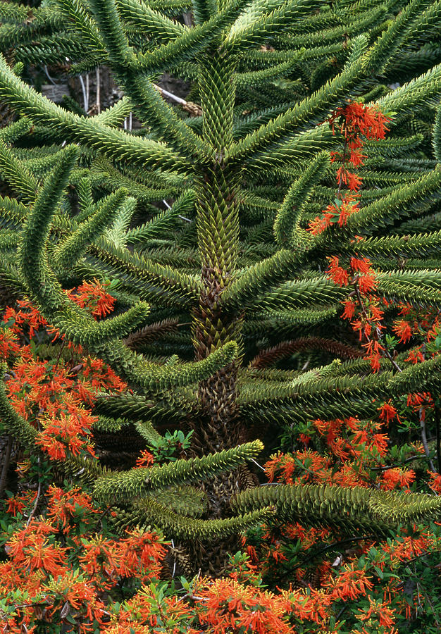 Monkey Puzzle Tree Araucaria Araucana Nhpa Here Be Dragons