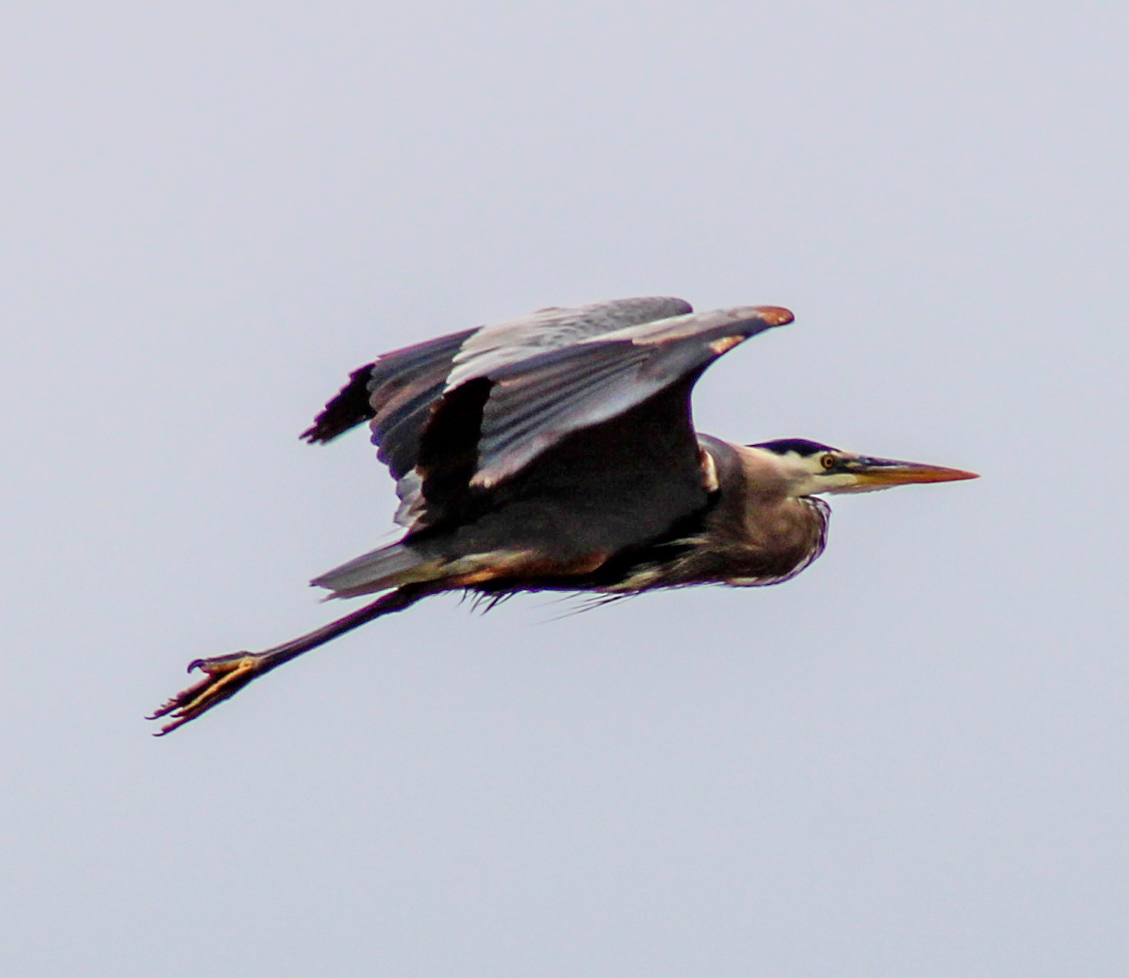 Great Blue Heron – Here Be Dragons