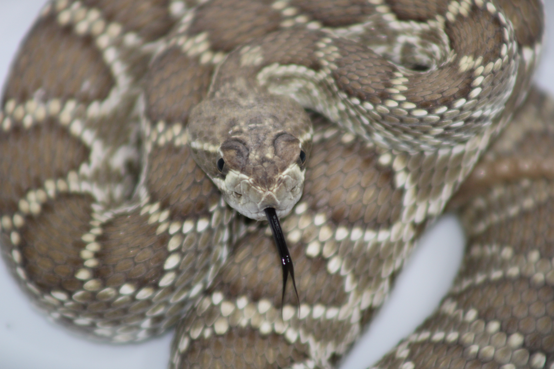 Mojave Green Rattlesnake – Here Be Dragons